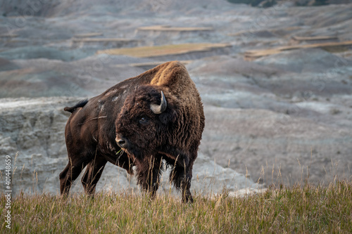 Magical Bison in the Badlands