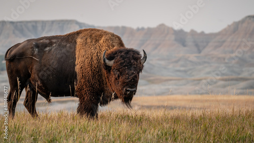 Foto Bison in his environment