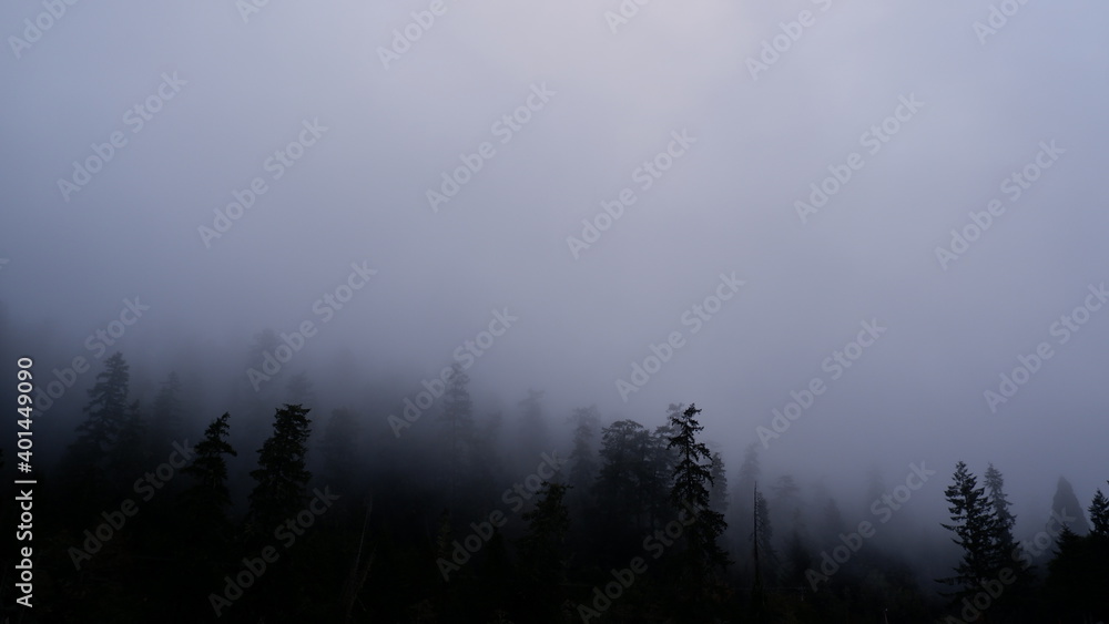 fog with tree silhouettes in the mountains