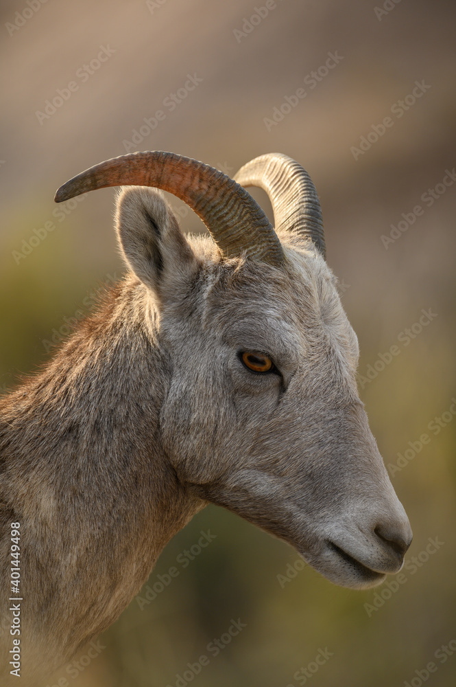 Bighorn Profile