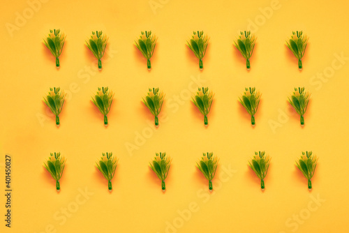 Green fluffy pine branch. Isolated on yellow background
