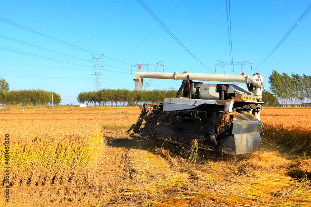 Fototapeta premium Harvester machine is harvesting rice