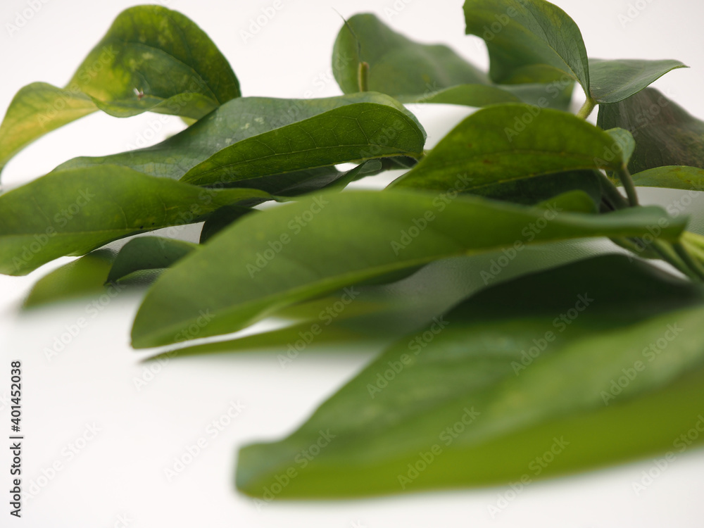 close up shot of Cyclea barbata leafs that also known as Cincau or Camcau in Indonesia, this leafs can be processed as healthy drink close up shot of Cyclea barbata leafs that also known as Cincau or Camcau in Indonesia, this leafs can be processed as healthy drink