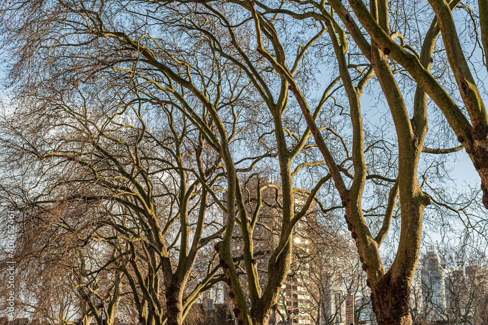 Looking up at trees without leaves in winter against a blue sky Looking up at trees without leaves in winter against a blue sky