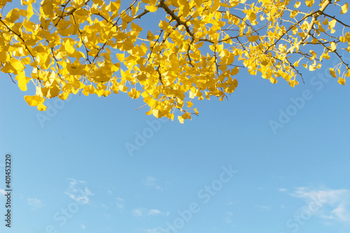 イチョウと空_01