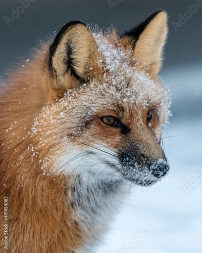 Obraz na plátně A wild red fox with snow covered face on white background seen in natural environment