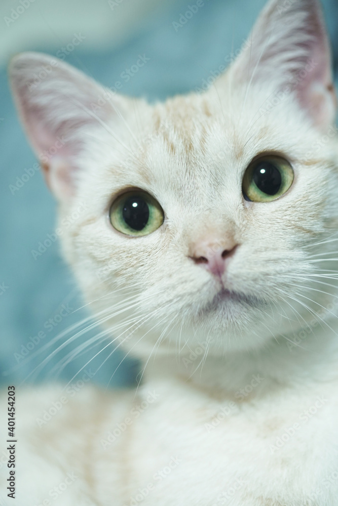 子猫のイメージ画像 子猫のイメージ画像