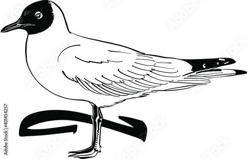 hand drawn sketch illustration of a seagull