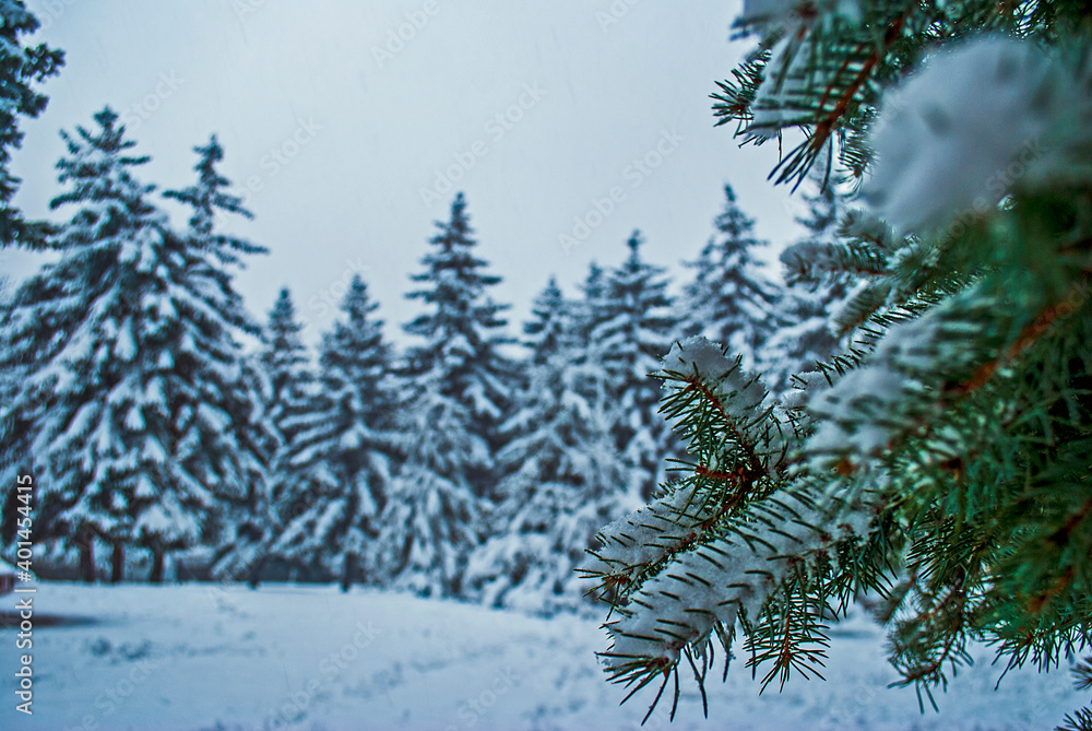 Snowy coniferous forest in winter