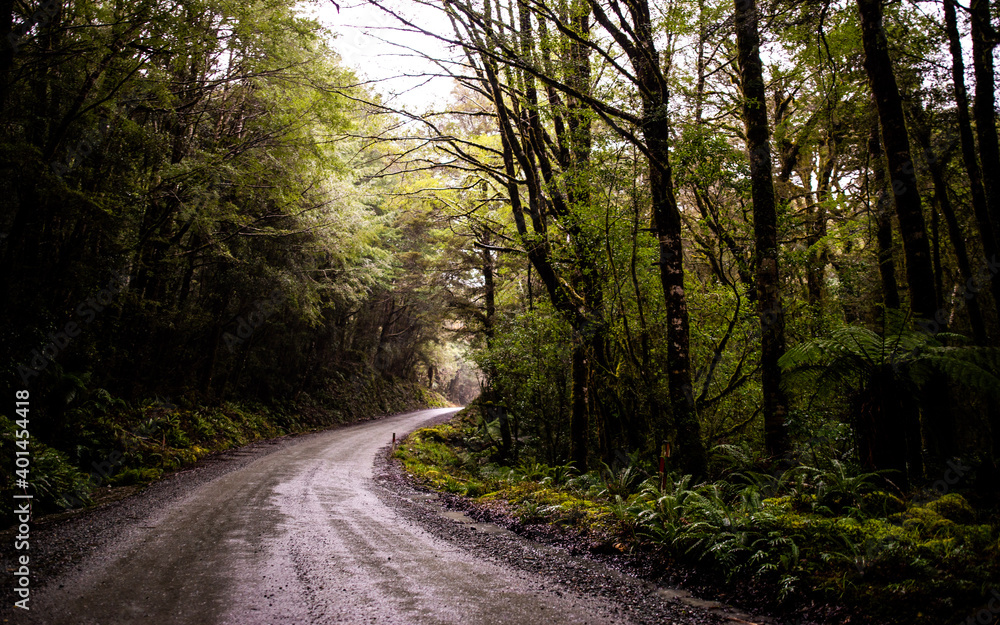 road in the woods