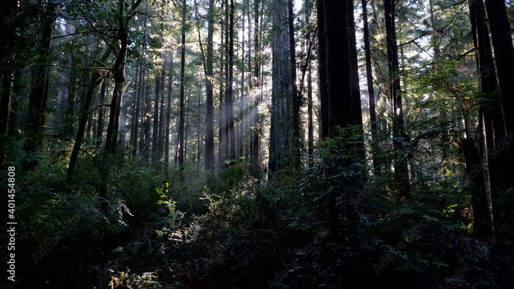 Fototapeta premium Trees and sunbeams in forest