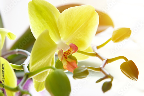 yellow orchid flower in bloom. romance and flirting concept