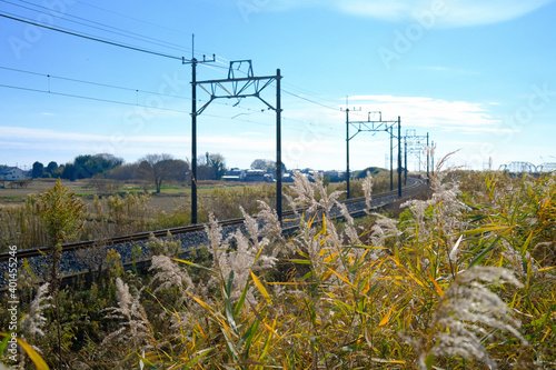 Miscanthus along the railroad tracks