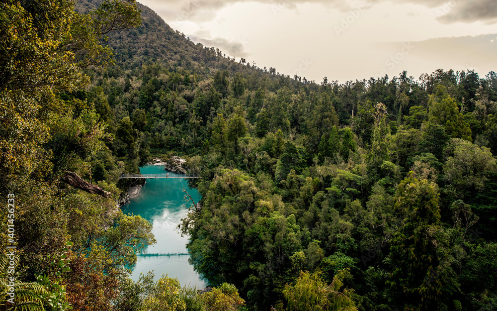 forest and river landscape in New Zealand
