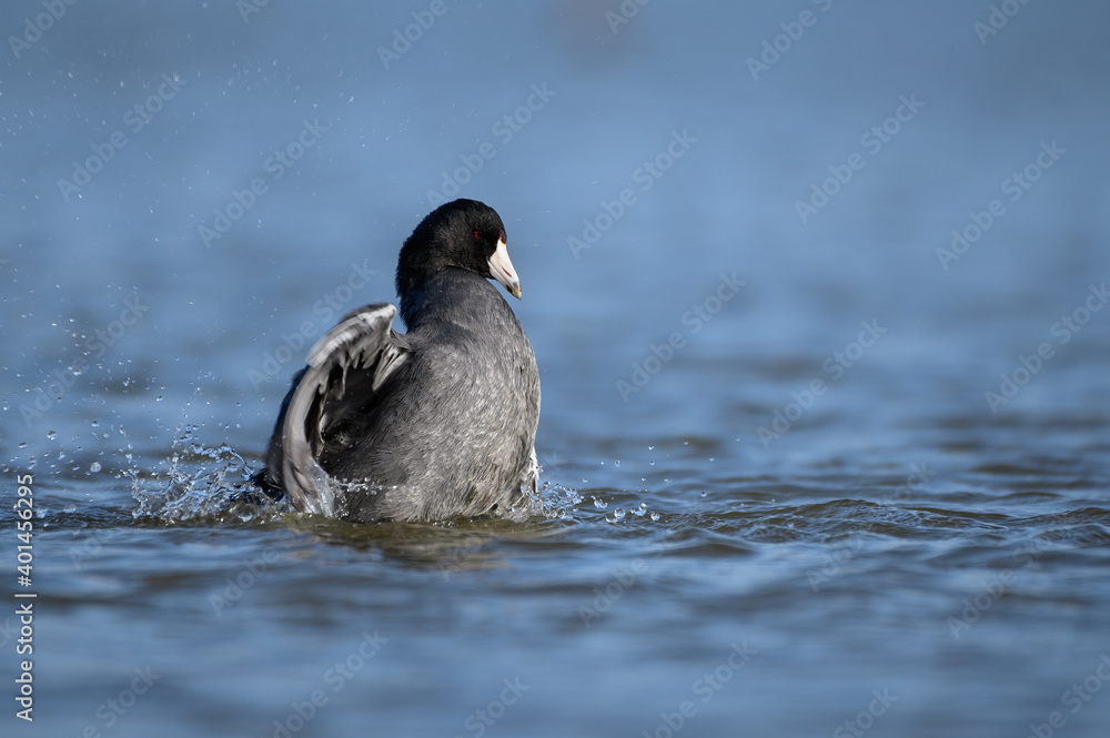 Fototapeta premium American Coot