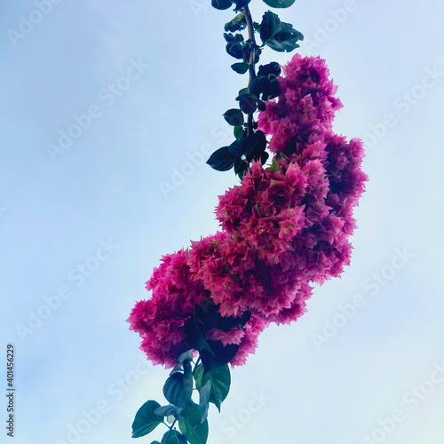 boungainvillea flower with the sky background photo