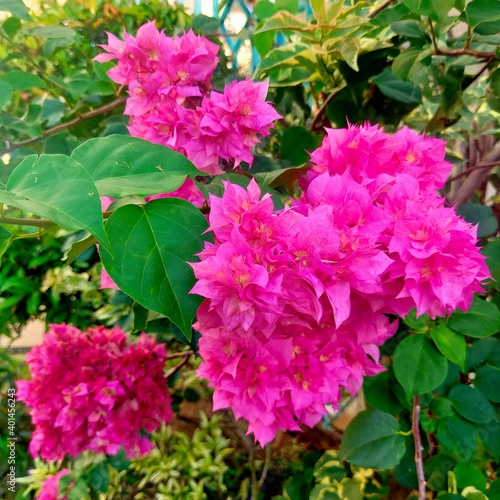 boungainvillea flower photo