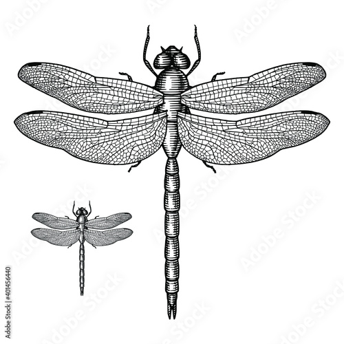 Illustration of a Dragonfly in a vintage style
