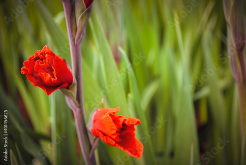 red gladiolus photo