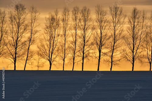 冬の美しい夕空とシラカバ並木 © kinpouge