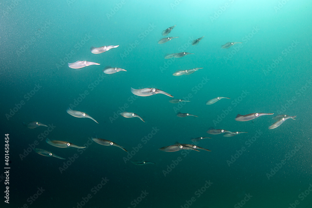 The Squid The Squid