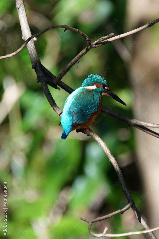 common kingfisher on the branch common kingfisher on the branch