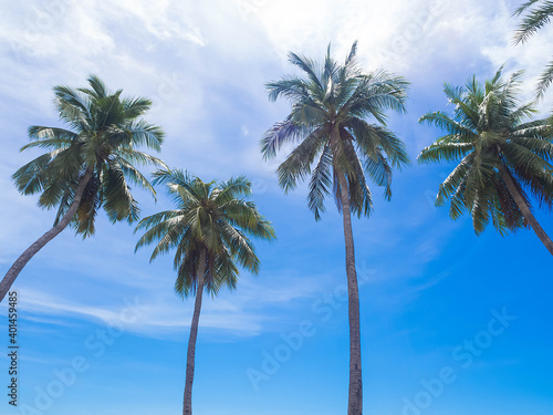 Coconut or palm tree with light day on blue sky background. outdoor nature for travel summer holidays. © wing-wing