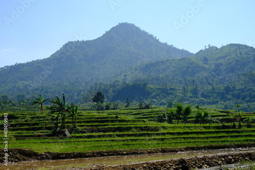 plantation in the mountains  landscape 