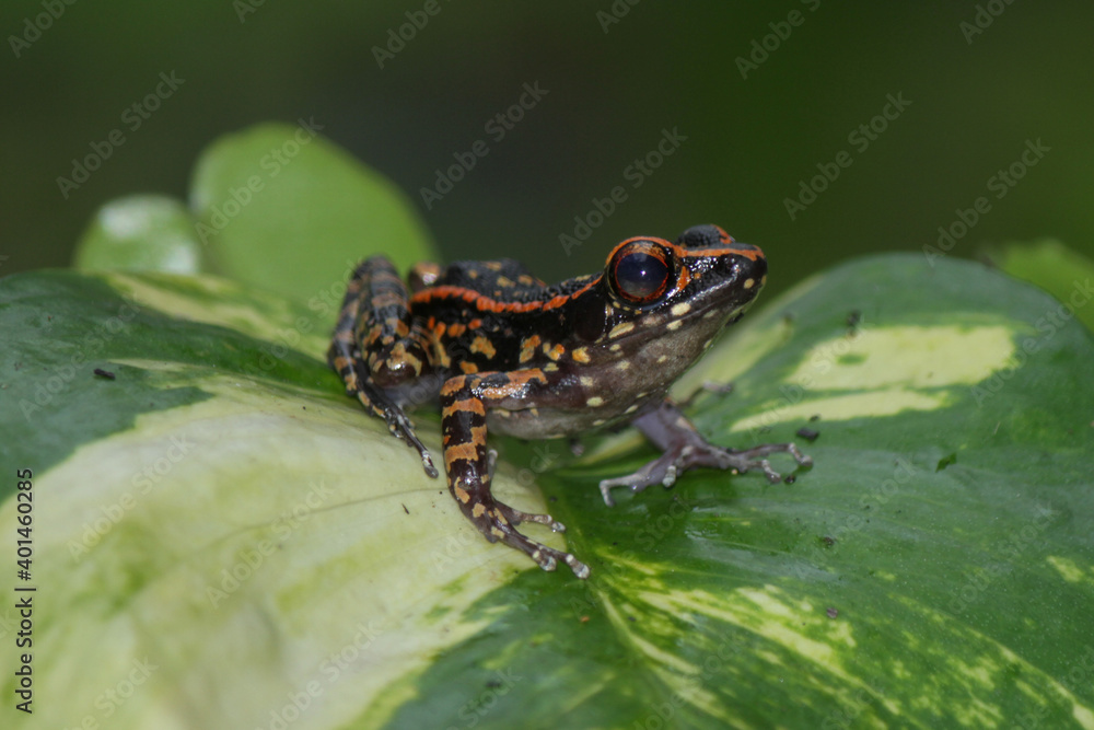 Hylarana Signata, Spotted stream frog on the leaf Hylarana Signata, Spotted stream frog on the leaf