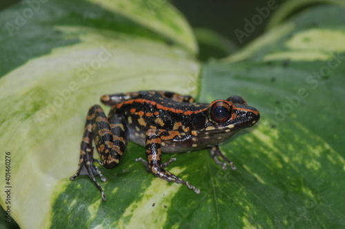Hylarana signata, spotted stream frog on the leaf