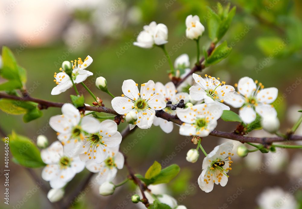 White flowers on a branch White flowers on a branch