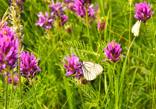 White butterfly on pink flowers
