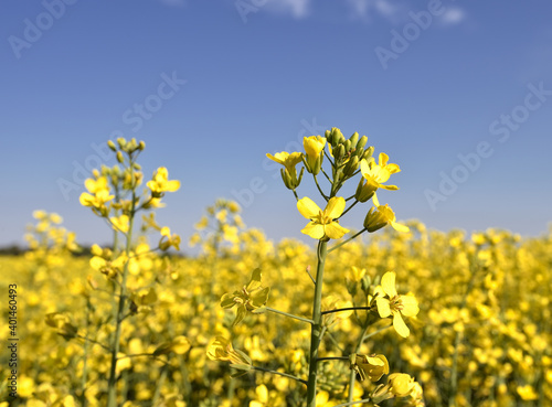 Blooming canola in the background of the sky