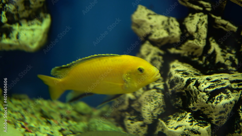 small goldfish swims in aquarium small goldfish swims in aquarium