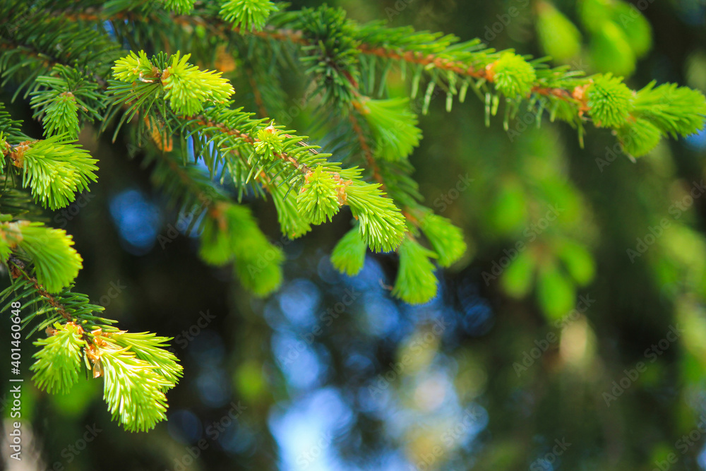 young bright green spruce twigs for christmas close up young bright green spruce twigs for christmas close up