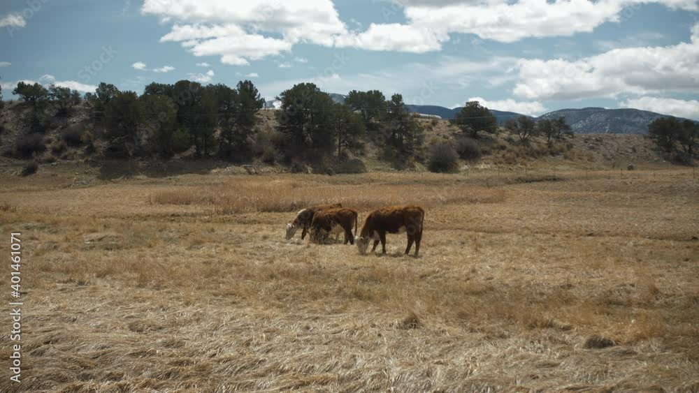 cattle walking and eating grazing in field of grass cattle walking and eating grazing in field of grass