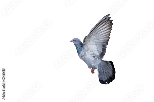 Close up Rock Pigeon Flying in The Air Isolated on White Background with Clipping Path