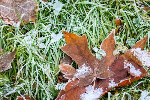 Frosty morning, dead maple leaves on green grass, as a nature background
