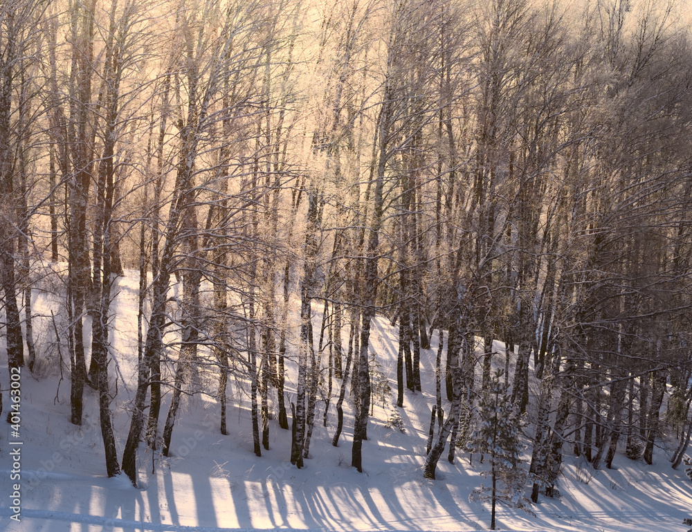 Winter forest in Golden light Winter forest in Golden light
