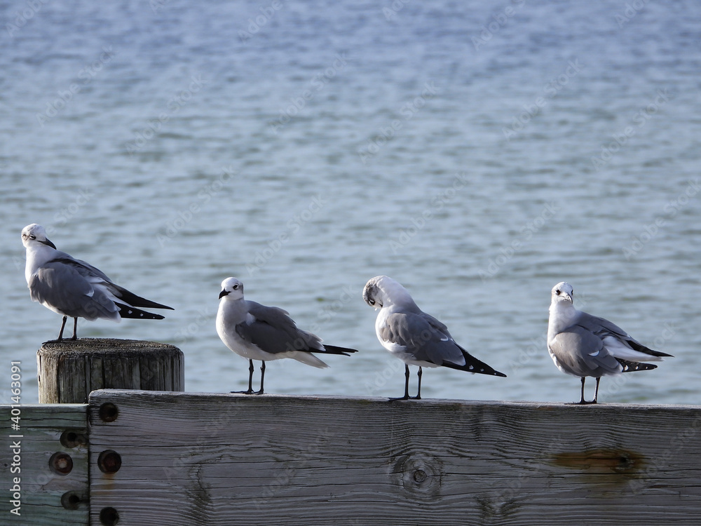 Fototapeta premium Seagulls at the seashore