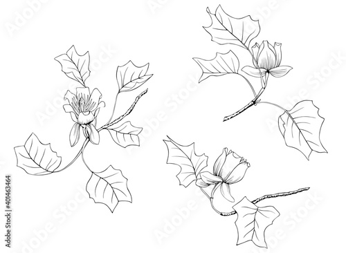 Set of Illustration isolated  of Yellow Poplar  Liriodendron Tulipifera.Black and white image of branches, flowers and leaves.