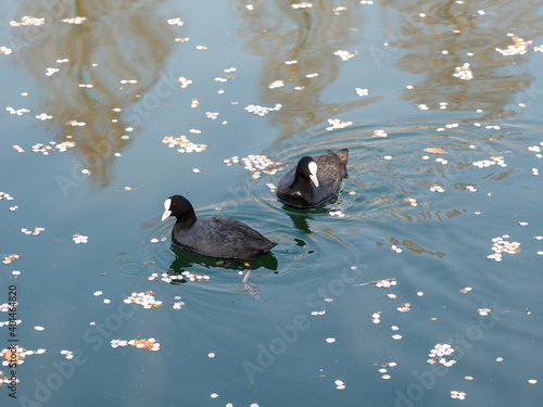 水鳥のオオバンと桜の花びら photo