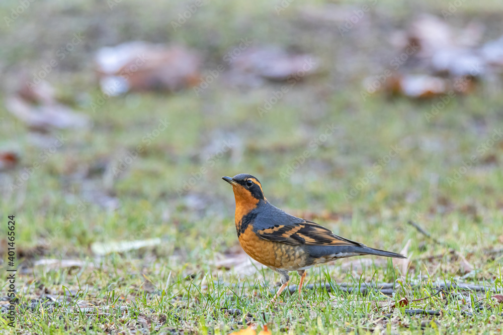 one beautiful thrasher bird resting on short grasses covered ground in the park one beautiful thrasher bird resting on short grasses covered ground in the park