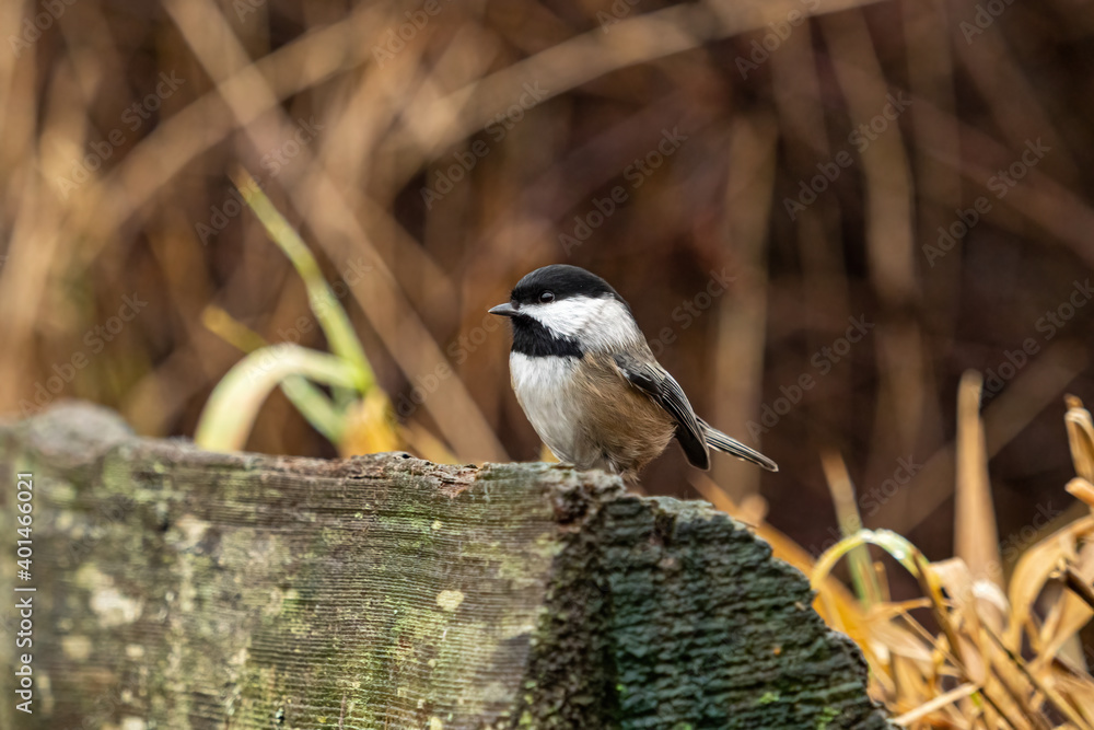 Obraz premium one cute chickadee landing on top of a wet wooden fence in the park near the brown bushes