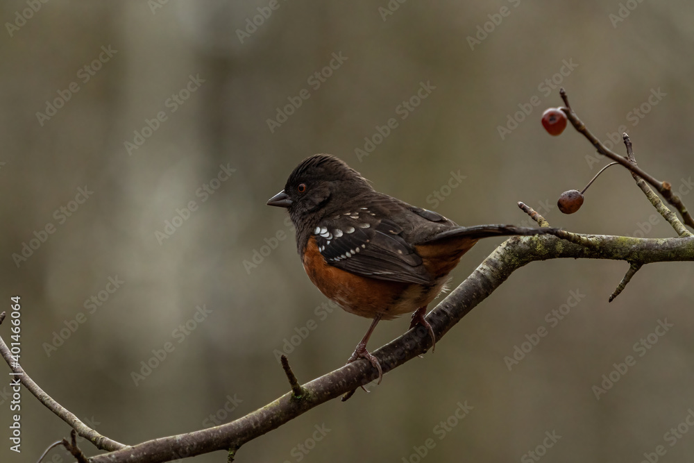 one towhee bird resting on a branch in the park with blurry background on an overcast day one towhee bird resting on a branch in the park with blurry background on an overcast day
