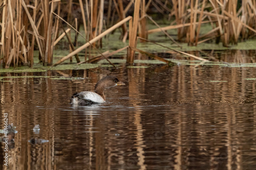 one grebe floating on the water with its body tilt on one side to stretch its leg in the pond