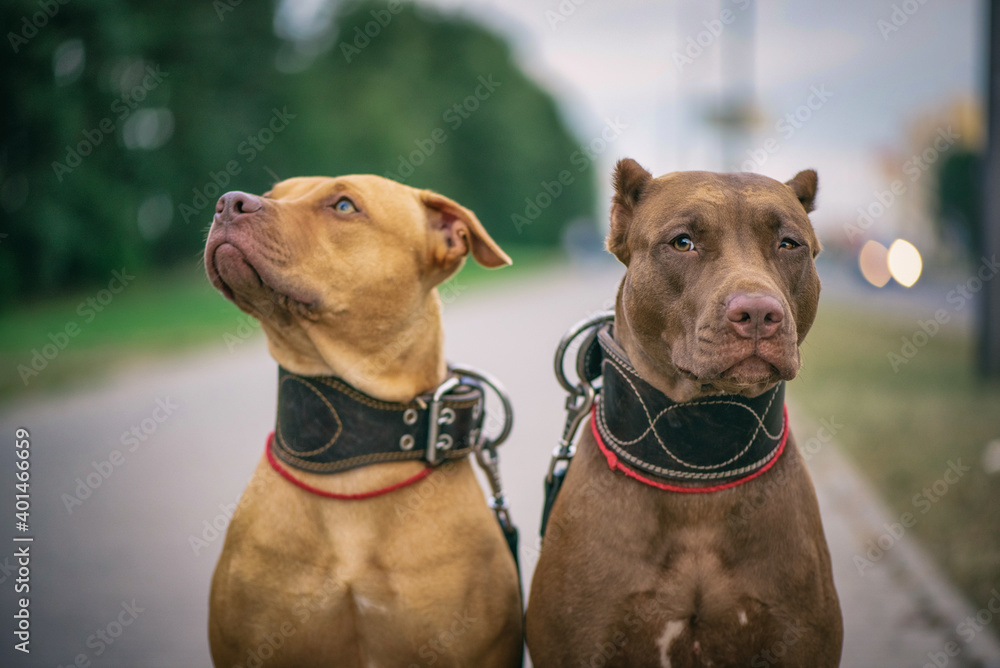 Portrait of two American Pit Bull Terriers on a city street. Portrait of two American Pit Bull Terriers on a city street.
