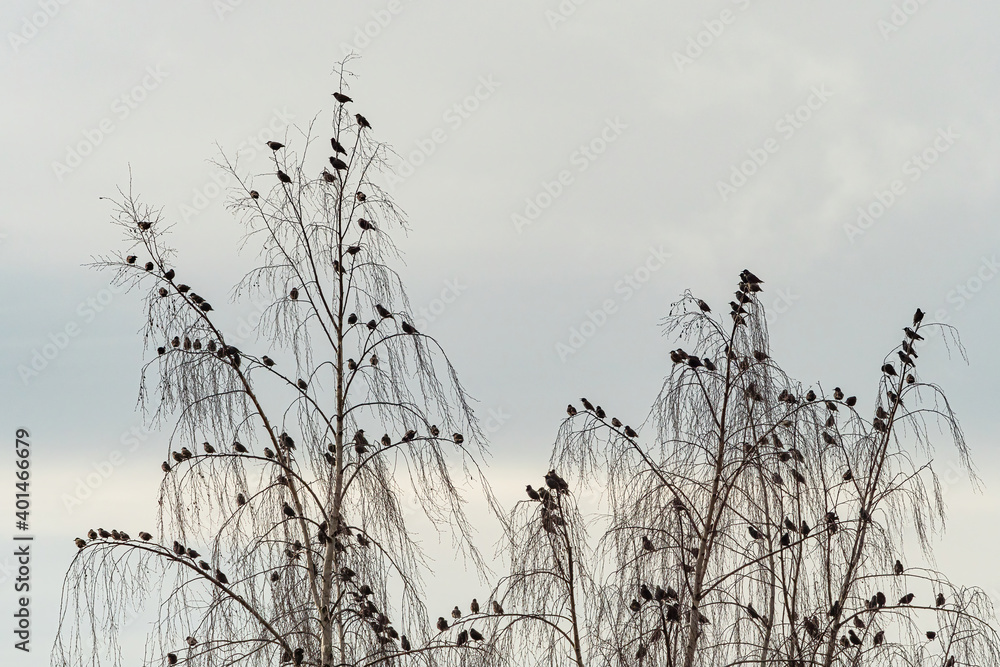 Obraz premium a flock of starling birds resting on the thin branches of leafless trees in the park on an overcast day