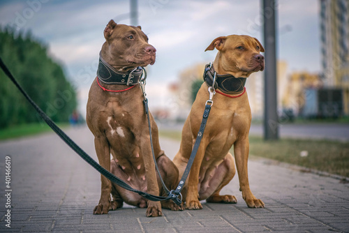 Photography Portrait of two American Pit Bull Terriers on a city street.