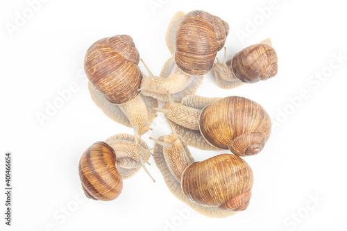 Helix pomatia. grape snail on a white background. mollusc and invertebrate. gourmet protein meat food. communication of the individual in society